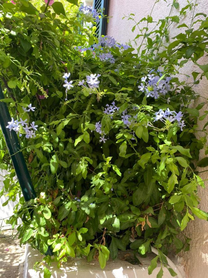 Casa Buganvilla Minia Dış mekan fotoğraf